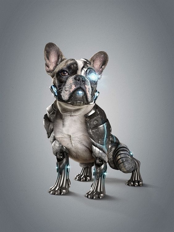 Cyber Dog l StudioNuts by Thiago Storino, via Behance