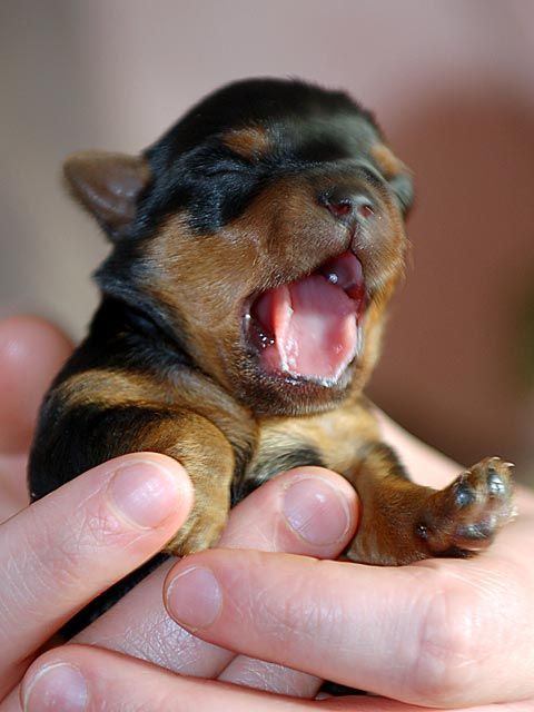 dachshund baby - NEED!!