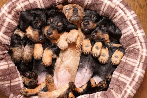 Dachshund puppies. Too much cuteness in one photo :-)