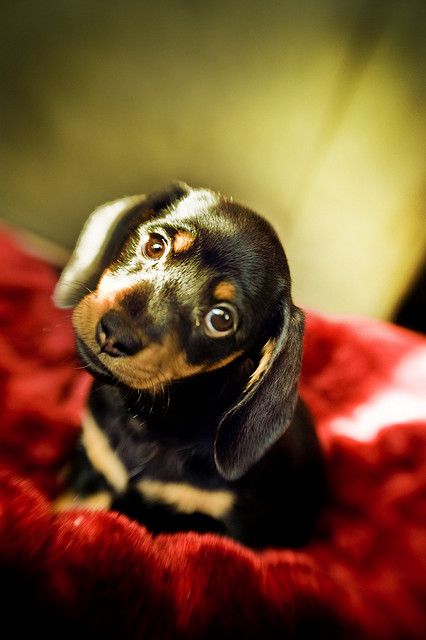 #Dachshund #Puppy | #Custom #Dog #Gifts = 