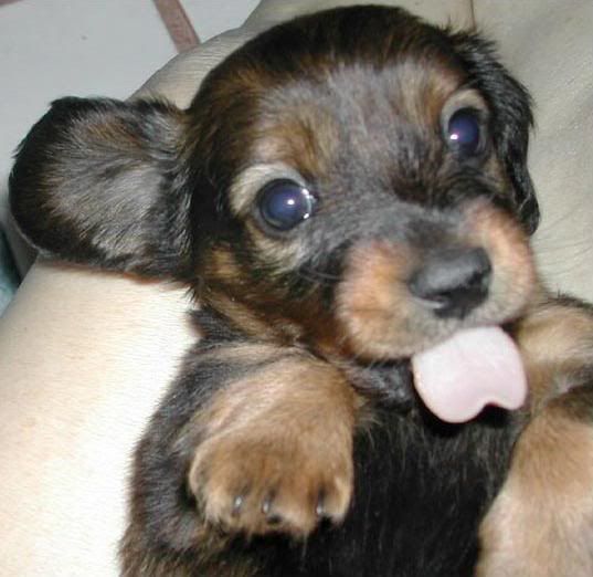Dachshund  .I just melted into a pile of mush!