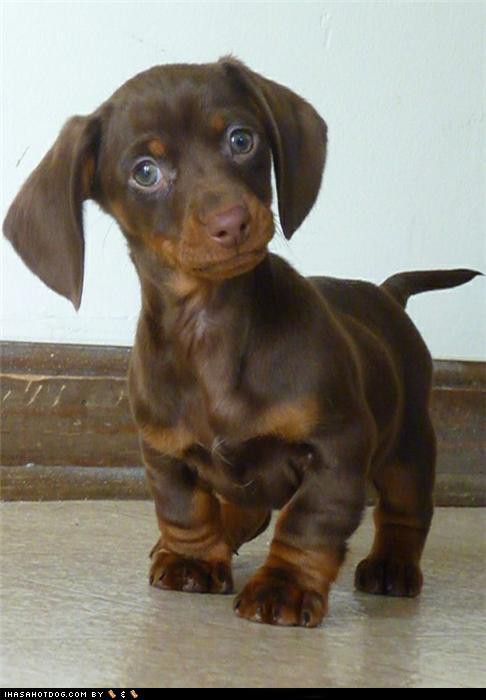 Dachshund puppy. What a face!