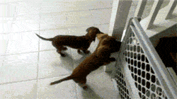 Dachshunds can’t wait to take a bath… probably the cutest gif i've ever seen