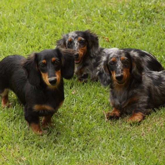 #Dacshund family at Salatino's Club #dog #salatino #clubesalatino #canil #perro #dogs #cute #love #nature #animales #cute #filhote #dachshund #teckel #golden #dachshundlonghair #dach #teckelpelolongo #filhote