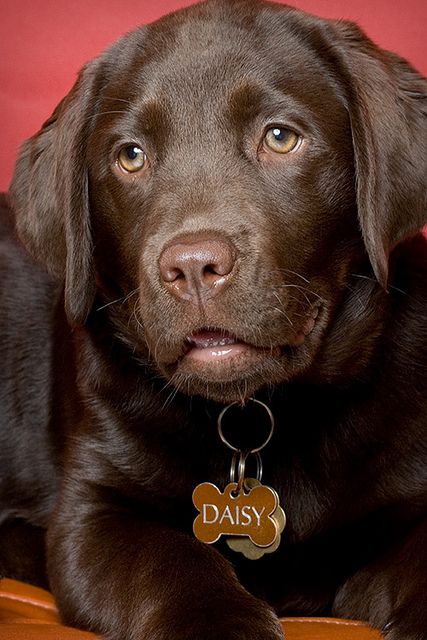 Daisy ~ chocolate lab puppy ♡ Pet photography | Dog | Labrador Retriever | Portrait