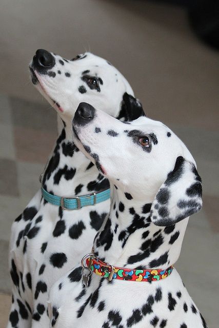 Dalmatian puppies. | Flickr – Compartilhamento de fotos!