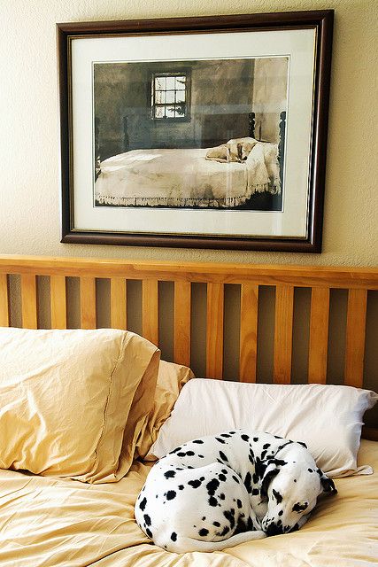 Dalmatian sleeps on bed, under a picture of a dog sleeping on a bed :-) #dogs