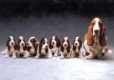 Darling Basset Hounds (how did they get them to sit still?)