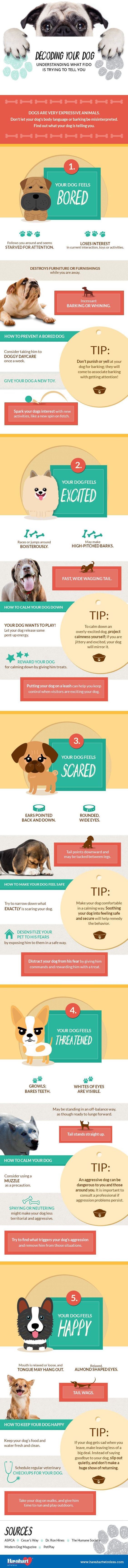 Decoding Your Dog: What Fido is Trying to Tell You [Infographic]