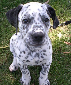 Designer Dog Breeds: List of the Cutest Hybrid Dog Breeds and Puppies (Page 2)