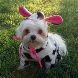 Designer, handmade Cow Farm Animal Dog Halloween Costumes for small toy breed dogs like Maltipoos, Yorkies, Maltese and Chihuahuas or pets ...