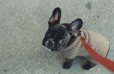 desperately want a french bulldog someday. i will of course make it put its sweater on before it catches a cold