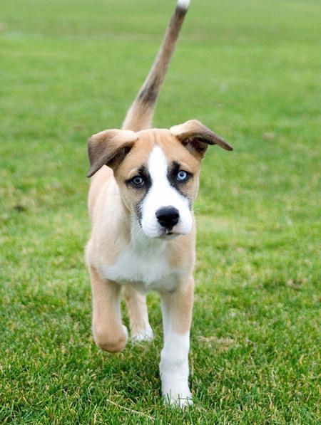 Dexter the Mixed Breed -- Puppy Breed: Boxer / Siberian Husky