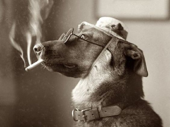 Did You Know That Second-Hand Smoke Kills Pets, Too? | petMD