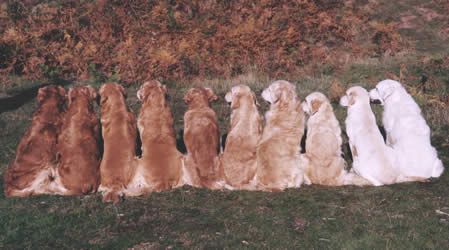 Different Shades Of Golden Retrievers | another picture from the same site, just because I like retrievers ...
