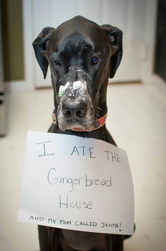 Disobedient dogs who are definitely on the Naughty list this year!