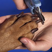 DIY paw balm recipe to protect your dog's feet during the winter months, plus grooming tips for the feet.