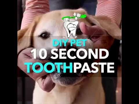 DIY ToothPaste for Pets - recommended by Dr. Karen Becker - YouTube