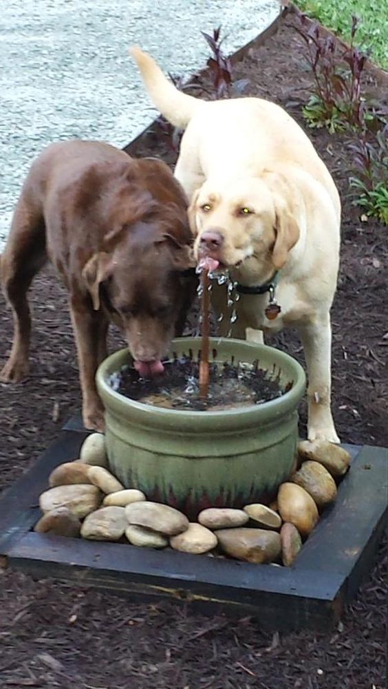DIY water feature, fountain for the dogs
