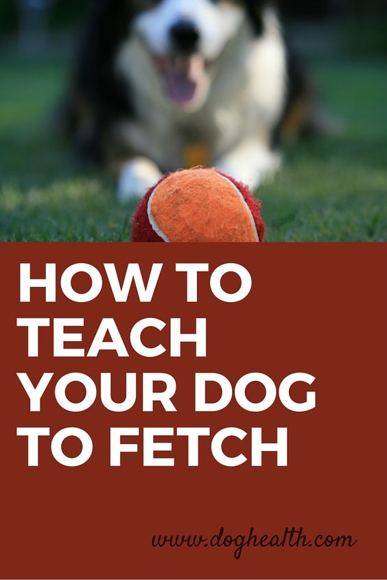 Do you have a ‪dog‬ that doesn't know how to play fetch? Doesn't like to hold toys in his mouth? Will fetch the ball but won't give it to you? Learn how to teach a dog to fetch here.