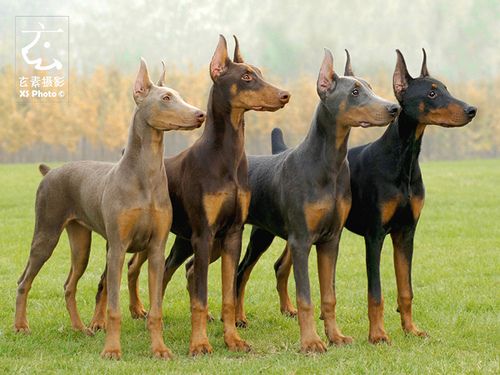 Doberman Pinschers are officially recognized in four colors: black, blue, red (brown) and isabella (fawn).  no matter the color, a Doberman always has tan points.