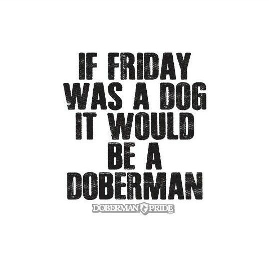 Dobermans are the best! So are Fridays! #doberman #dobermanpinscher #dobermanpride