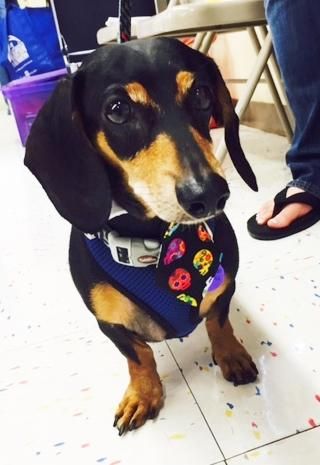 Doc Dog • Dachshund • Adult • Male • Small Rescued 'n Ready Animal Foundation Tulsa, OK