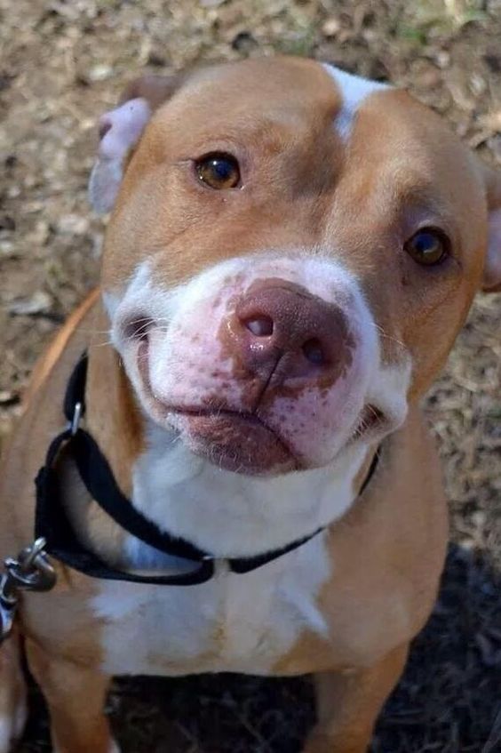 DOES THIS SCARE YOU BECAUSE YOUR HEART MIGHT EXPLODE FROM THE CUTE? GOOD, ME TOO. | 33 Terrifyingly Adorable Pit Bulls