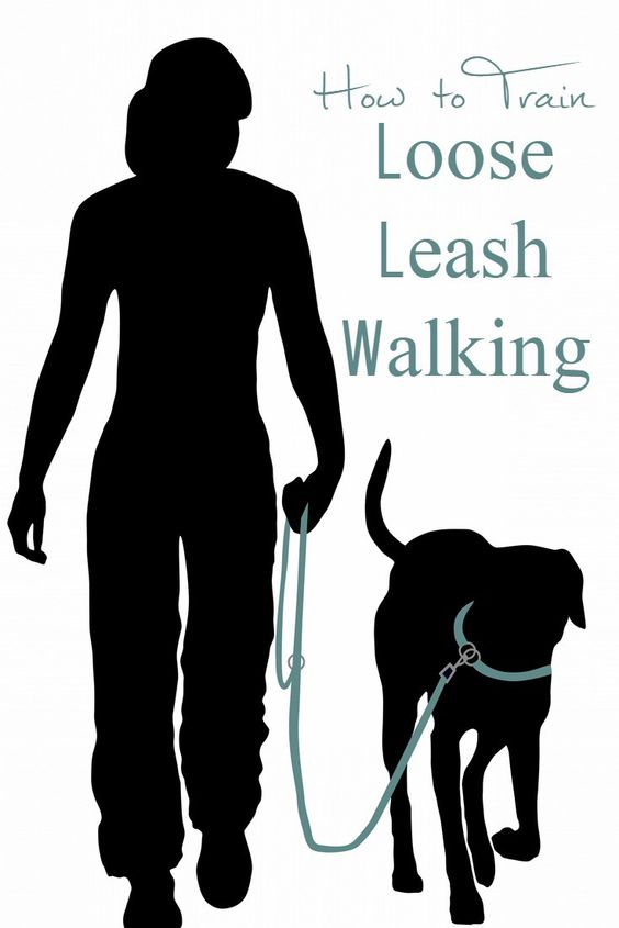 Does your dog pull on the leash? Here are some tips to train loose leash walking.