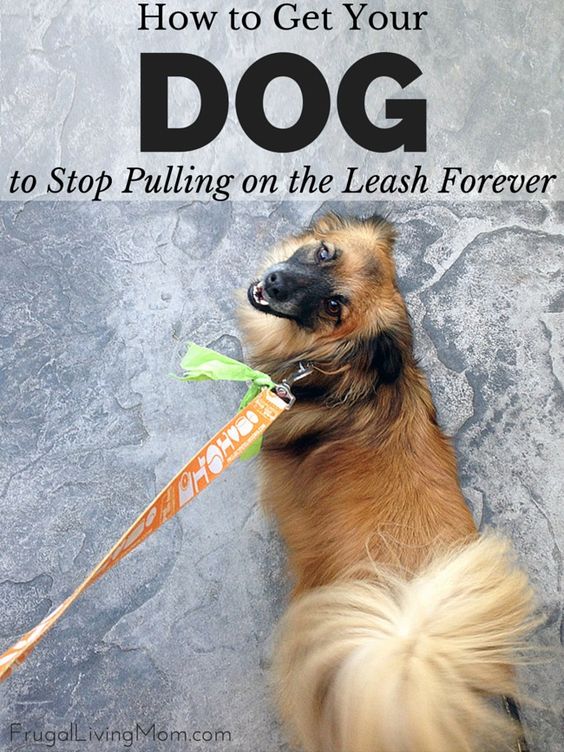 Does your dog pull on the leash?  It's of the more difficult habits to break. But I have a few tips that have helped us and might help you, too, without having to spend a fortune on a professional dog trainer. Tips for dog training. ad