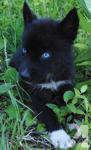 Dog | All Black Siberian Husky Puppy | OK Pictures