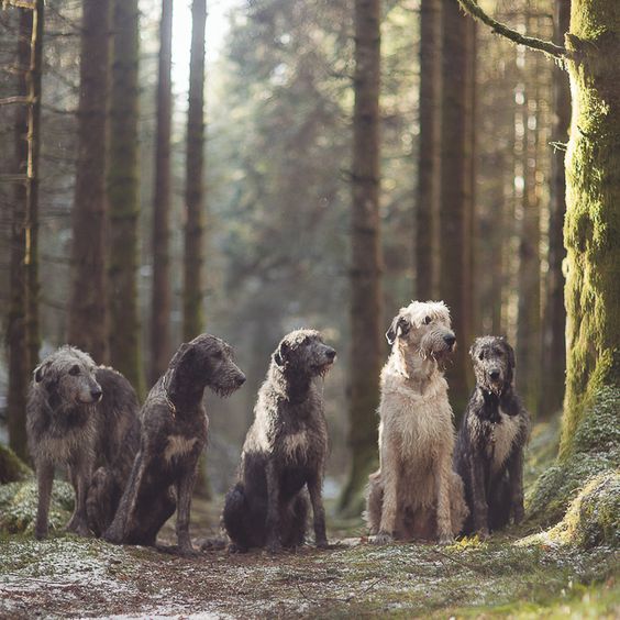 Dog Breed of the Week: Irish Wolfhound | PawPost