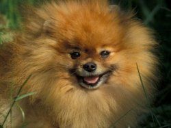 Dog breeds that begin with O and P, contain some small breeds like the Pomeranian, and large breeds, like the English Sheep Dog.    On this page,...