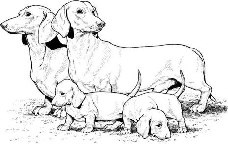dog color pages printable | Dachshund With Puppies coloring page | Super Coloring