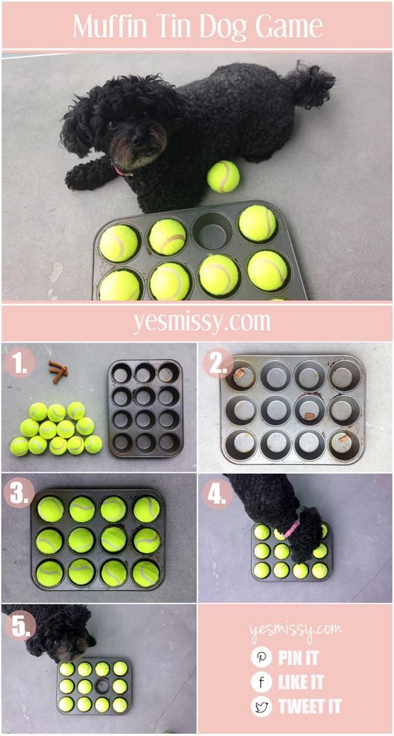 Dog games are a great way to keep your pet stimulated and to practice using their senses. This muffin tin dog treat game is a fun and entertaining activity to play with your dog.