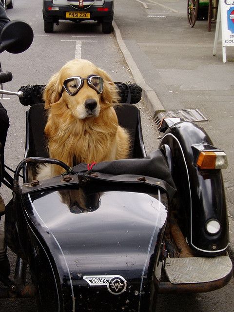 Dog on Wheels