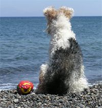 Dog on Whitby Beach Yorkshire