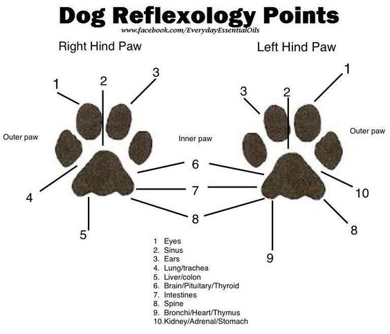 Dog Reflexology Points