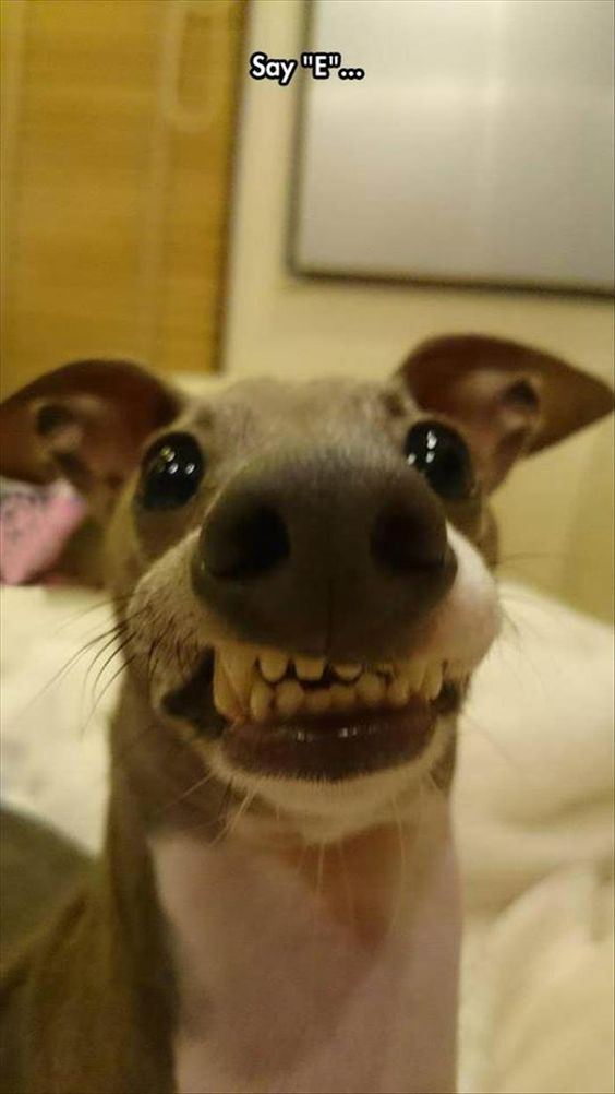 Dog smiles