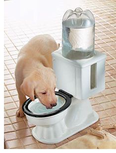 Dog Toilet Bowl