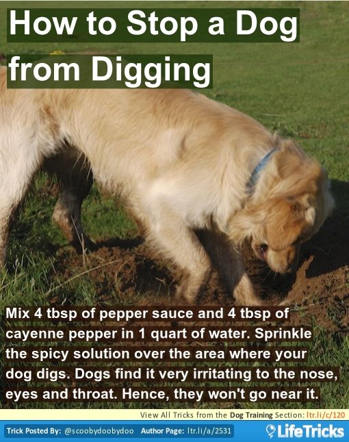 Dog Training - How to Stop a Dog from Digging