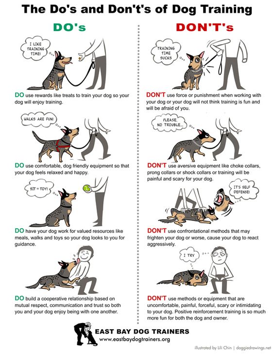 dog-training-methods-to-do-and-not-to-do