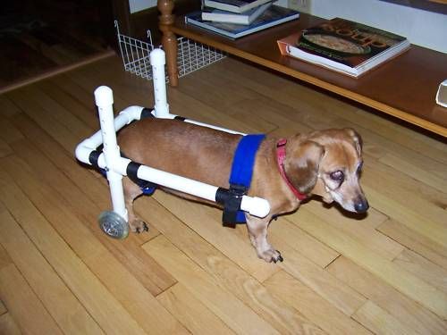Dog Wheelchair, Dachshund WheelChairs, small dog wheelchairs, pet wheelchairs