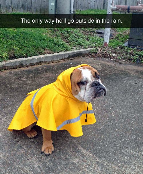 Dog who refuses to go out in the rain without his fab raincoat. | 35 Dogs That Will Make Your Day Instantly Better