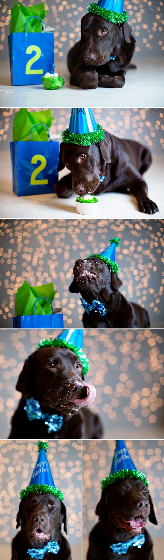 doggie birthday photo session PRECIOUS! I'll have to do this.