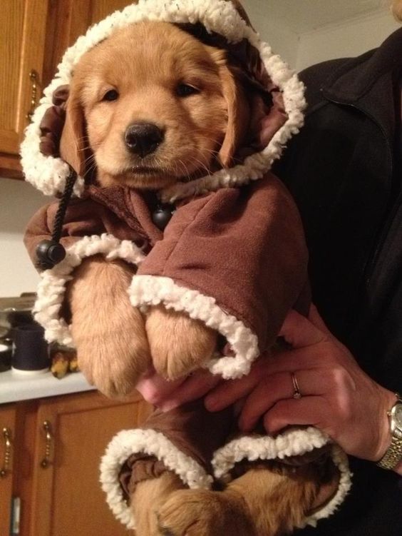 Doggie coat!!!