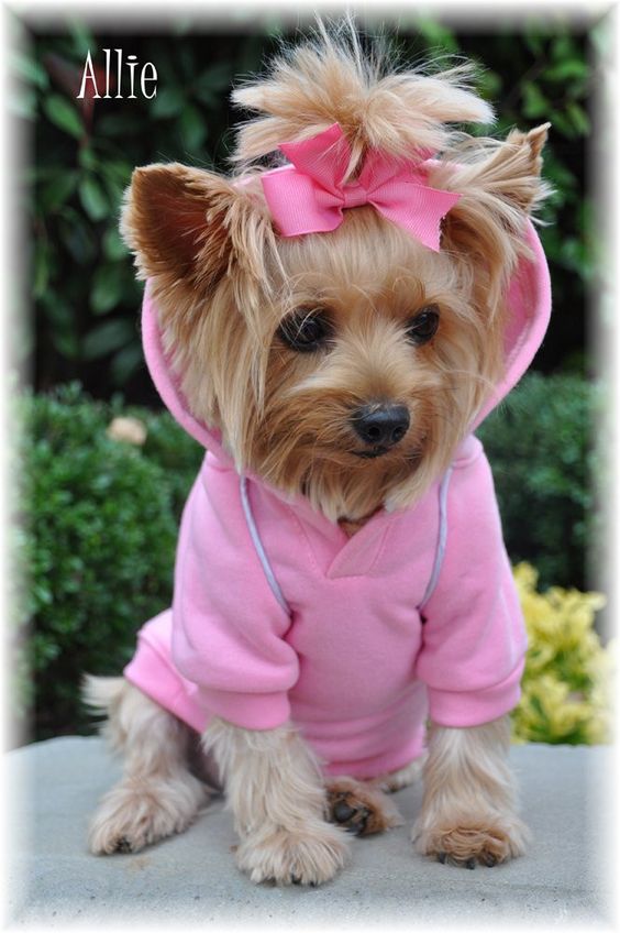Doggie Design: Dog Sport Hoodie - Carnation Pink