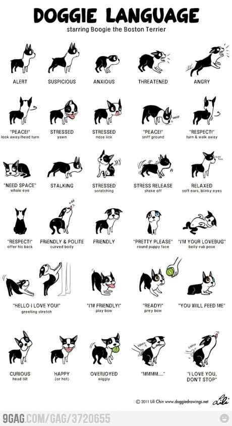 Doggie Language #pitbulltruth #beast #cutepitbulls #pitbulldogs #doglover