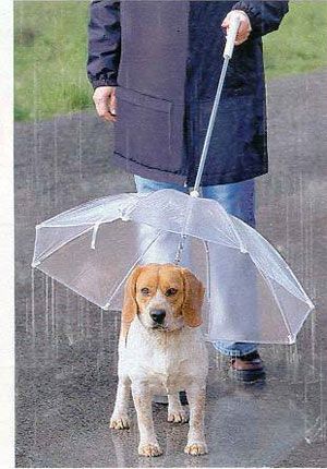 doggie umbrella leash. how smart!