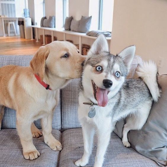 Doggy Kisses. 
